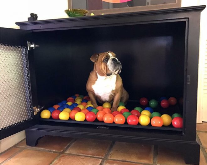 STUdio Pet Company of Lafayette Creates Attractive Dog Kennels